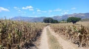 VENTA DE TERRENO PARA AGRICULTURA Y GANADERÍA EN AHUACHAPÁN